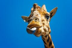 Cómo la lengua hizo posible que los animales salieran del mar y vivieran en la tierra