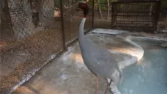 सारस