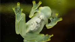 скляна жаба