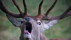 Roaring deer