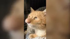 zuti Mačak Barni Babl ima neobično veliki nos. 