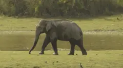 மக்னா யானைகள் ஆண் யானைகள் தானா? இவை ஆக்ரோஷமாக இருப்பது ஏன்?