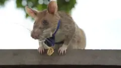 ማግዋ