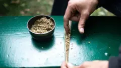 ગાંજાથી કોરોના વાઇરસની સારવારનો દાવો