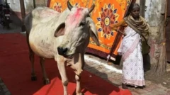 گائے