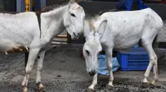 గాడిదలు