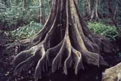 Las enormes raíces de un árbol en el Parque Nacional Corcovado