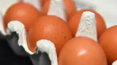 Яйця в лотку