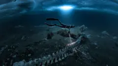 Foto de cadáveres de ballenas bajo el mar