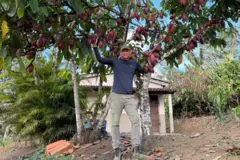 Homem de pele morena embaixo de árvore cheia de cacau