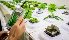 Um cientista segura um monitor de temperatura na mão em frente a diversas plantas que crescem em substratos hidropônicos.