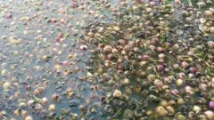 कांदा चाळ
