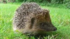 முள்ளெலி