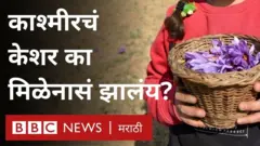 केशरची शेती