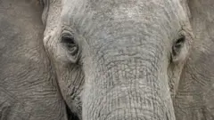 Primer plano de elefante.