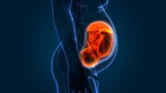 placenta