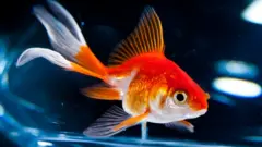 gold fish