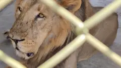 شیر