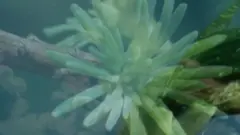 લુપ્તપ્રાય છોડની તસવીર