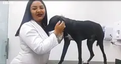 The stray dog that took himself to the vets