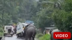 கேரளா: வேனை முட்டி தூக்கிய யானை