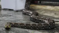 সাপ