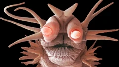 Um microrganismo de águas profundas, de cor rosa, visto em close, com duas “protuberâncias” na cabeça, nadadeiras e filamentos que se estendem pelo corpo, além de dois olhos vermelhos brilhantes