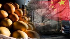 မြန်မာ့''စိန်တစ်လုံး" သရက်ဈေးကွက်ကို တရုတ်ဘယ်လိုဝင်ယူလာသလဲ
