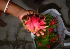 ડ્રૅગન ફ્રૂટ 'ક્લાઇમ્બિંગ કેક્ટસ' છે, જેને પગલે અનોખી રીતે તેની ખેતી થાય છે. સામાન્યતઃ તેને કૉંક્રીટના થાંભલા ઉપર ઉગાડવામાં આવે છે. તે થાંભલાની ઉપર ગોળાકાર રિંગ હોય છે, જેના ઉપર કેક્ટસના વેલા લટકે છે. ડ્રૅગન ફ્રૂટનું વતન મધ્ય અમેરિકા છે અને વિયેટનામ તેનું સૌથી વધુ ઉત્પાદન કરે છે, પણ ભારત ઉત્પાદન મામલે તેને પાછળ છોડી દેવા કમર કસી રહ્યું છે.