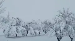 واوره چې ونې یې پوښلي