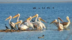 કચ્છ : છારી ઢંઢને આંતરરાષ્ટ્રીય મહત્ત્વ ધરાવતું વેટલૅન્ડ જાહેર કરાયું, આ વિસ્તારની ખાસિયત શું છે?