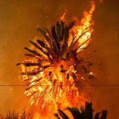 Chamas consomem uma palmeira