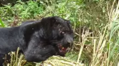 කළු කොටියා
