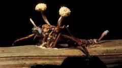 Um inseto morto com o corpo frutífero de um fungo do gênero Cordyceps