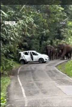 Elephant