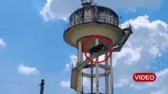 రాజస్థాన్, ఎద్దు, జంతువులు