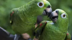 பறவை