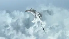 Arraias revolvem o fundo do mar agitando a areia do leito do oceano