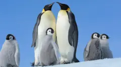 Two adult Emperor penguins and four chicks with fluffy grey coats on ice with a bright blue sky behind them