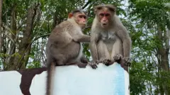 కోతుల బెడద 