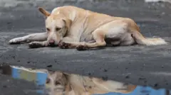 Напуштени пас
