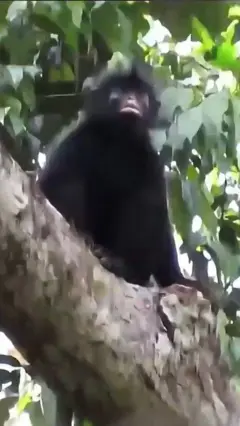 नारंगी होंठ वाले बंदर की नई प्रजाति