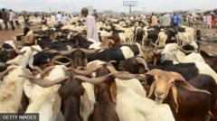 Àwọn ẹran àgbò