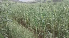 ህጡር ክራማት ኣብ ኤርትራ