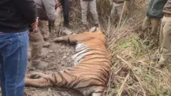 உத்தர பிரதேசத்தில் 2 வயது பெண் புலியை அடித்தே கொன்ற கிராம மக்கள் - என்ன நடந்தது?