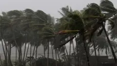 తుపాను గాలులకు ఊగుతున్న చెట్లు