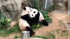Ying Ying y Le Le lograron aparearse mientras el zoológico estaba cerrado al público debido al coronavirus.