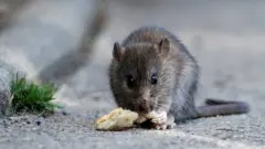 Rat
