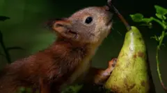 A baby squirrel