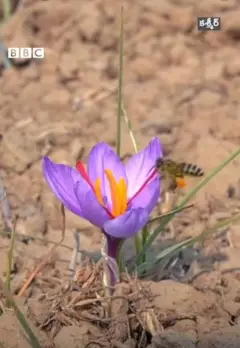 కుంకుమ పువ్వు